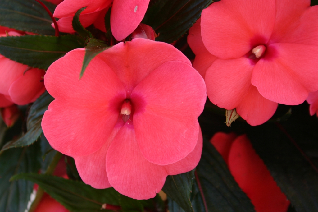 IMPATIENS NEW GUINEA