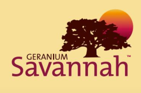 SAVANNAH - kompaktné, tmavozelený list