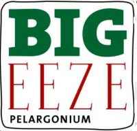 BIG EZZE® - obrovske kvety