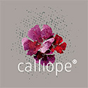 CALLIOPE® - odolné muškáty