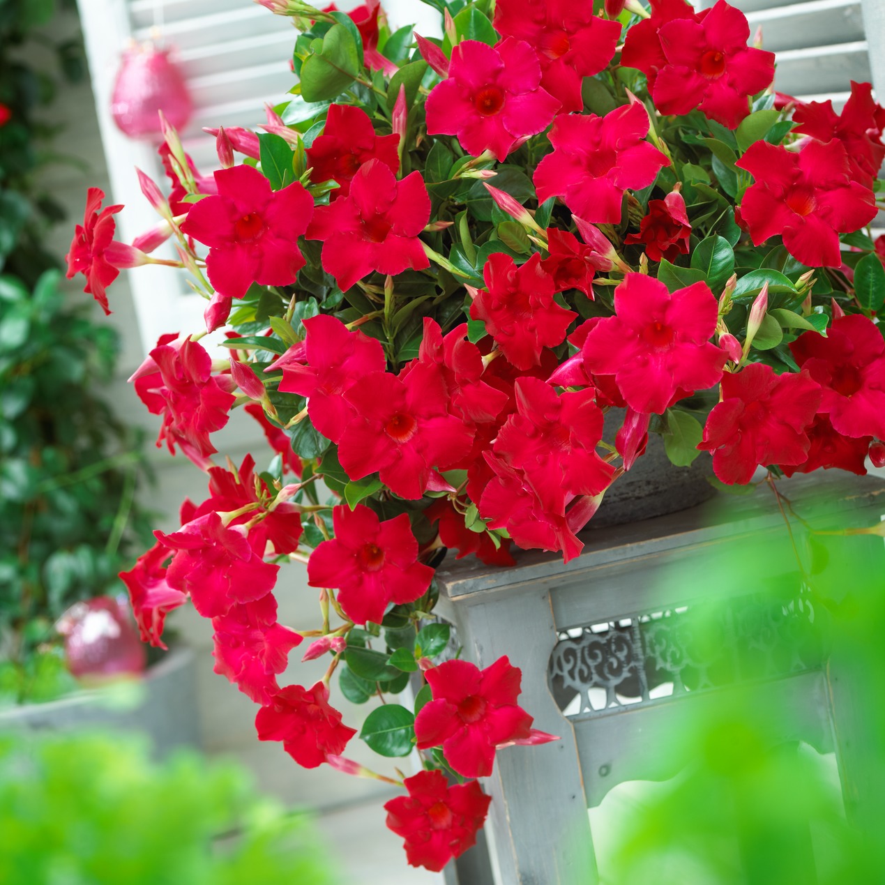Mandevilla Sundevilla