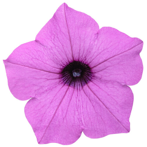SUPERTUNIA® VISTA