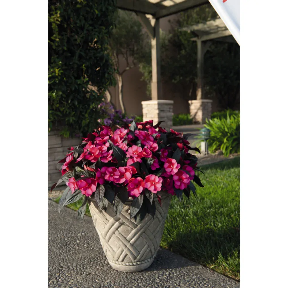 Kanna - Canna Cannova BRONZE RED