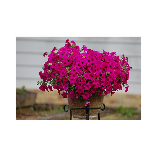 Petunia - Surfinia® SUMO ROSE