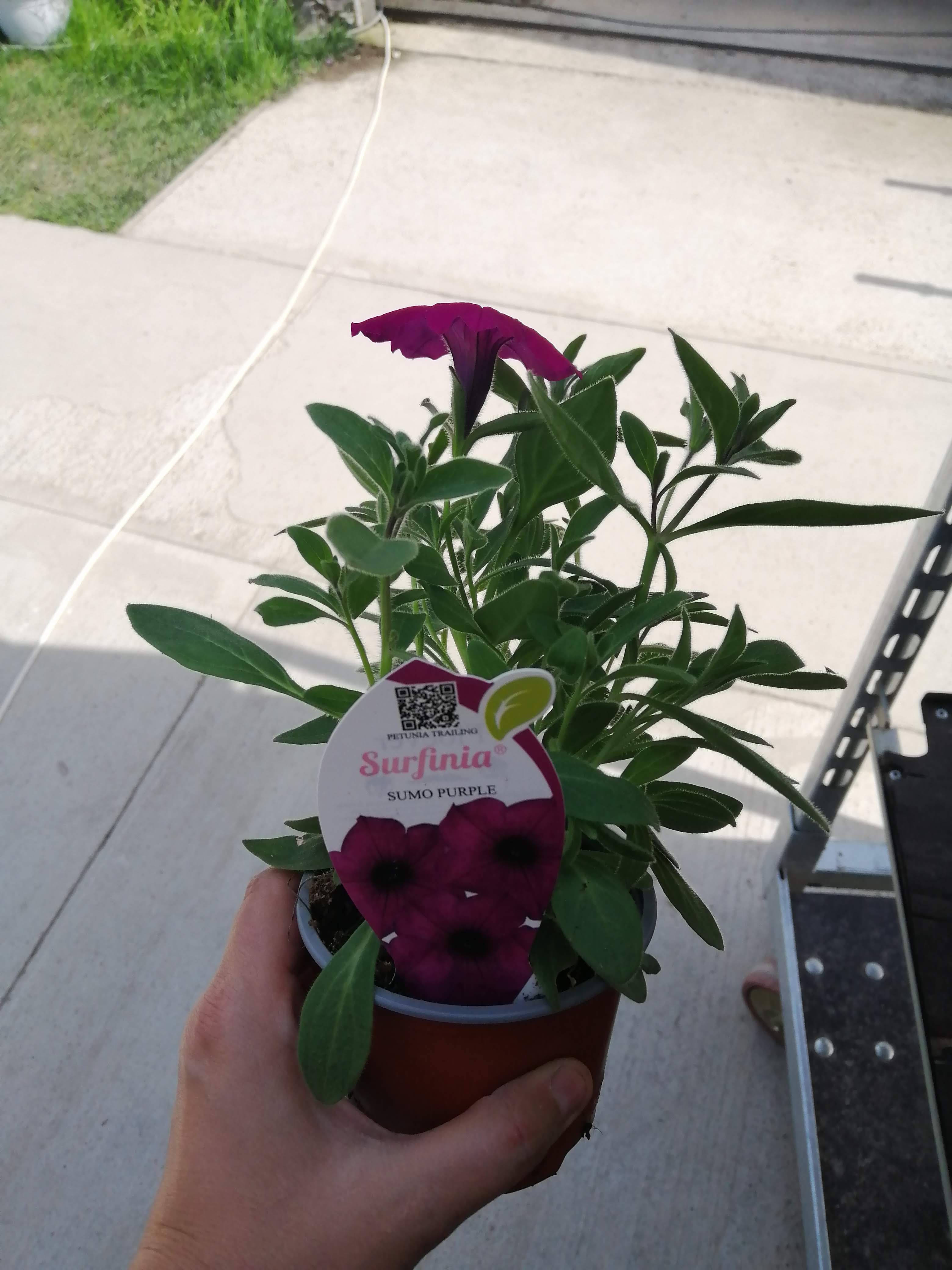 Petunia - Surfinia® SUMO ROSE