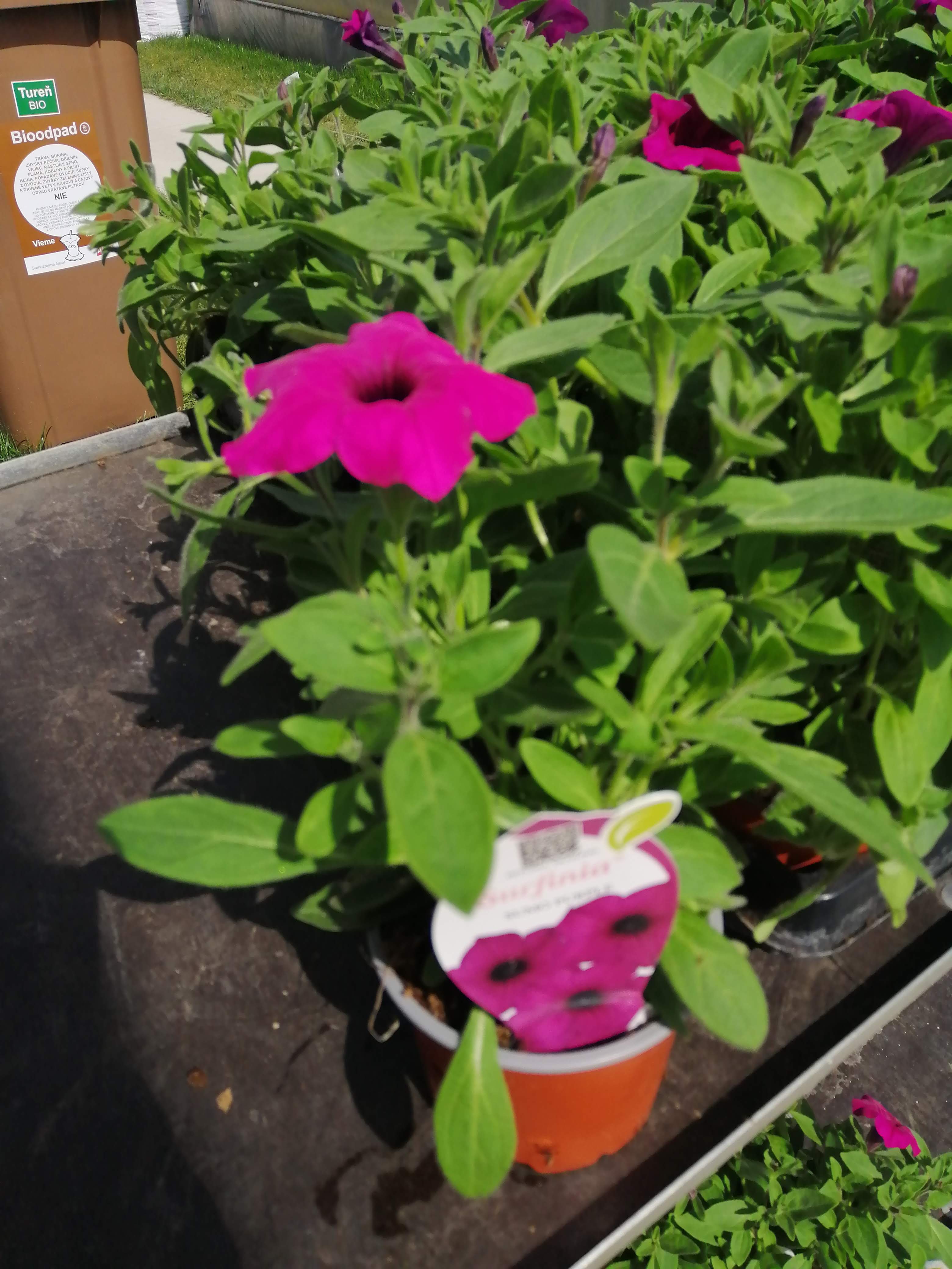 Petunia - Surfinia® SUMO ROSE
