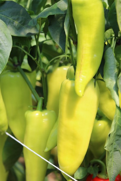 PAPRIKA "CASSOVIA F1"- 1ks