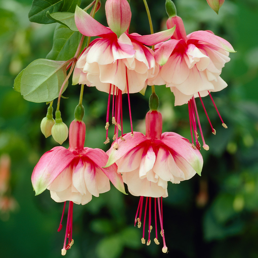 Fuchsia Ballerina Arabesque