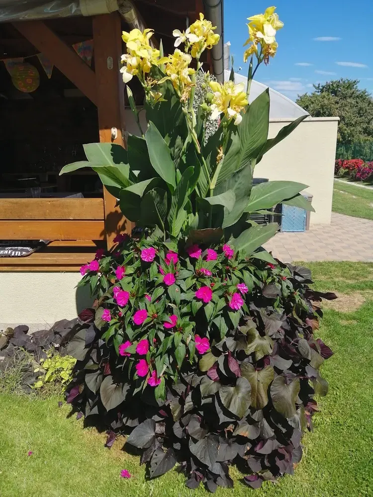 Netýkavky - SunPatiens® Coral Pink