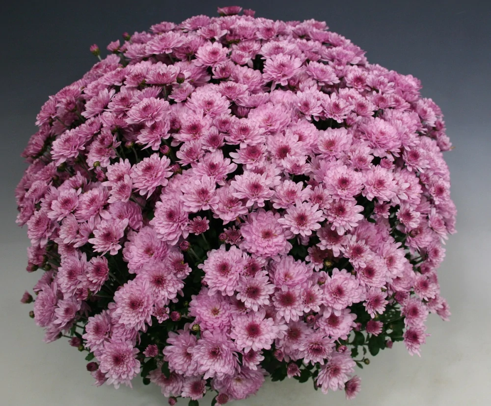 Chrysanthema skorá ružová kv.19 cm