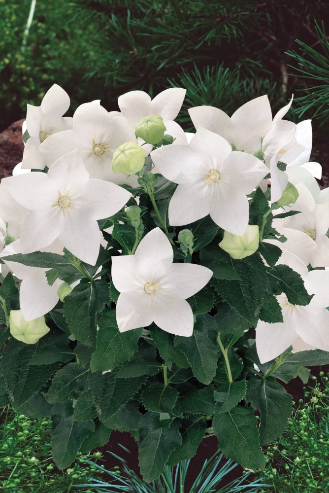 Platycodon WHITE F1