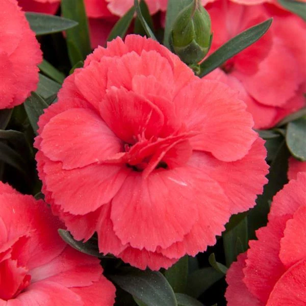 Dianthus OSCAR SALMON