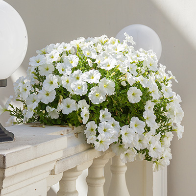 Petunia - Surfinia® White