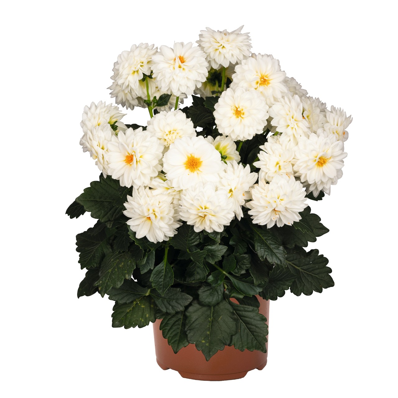 Dahlia - Novation® White