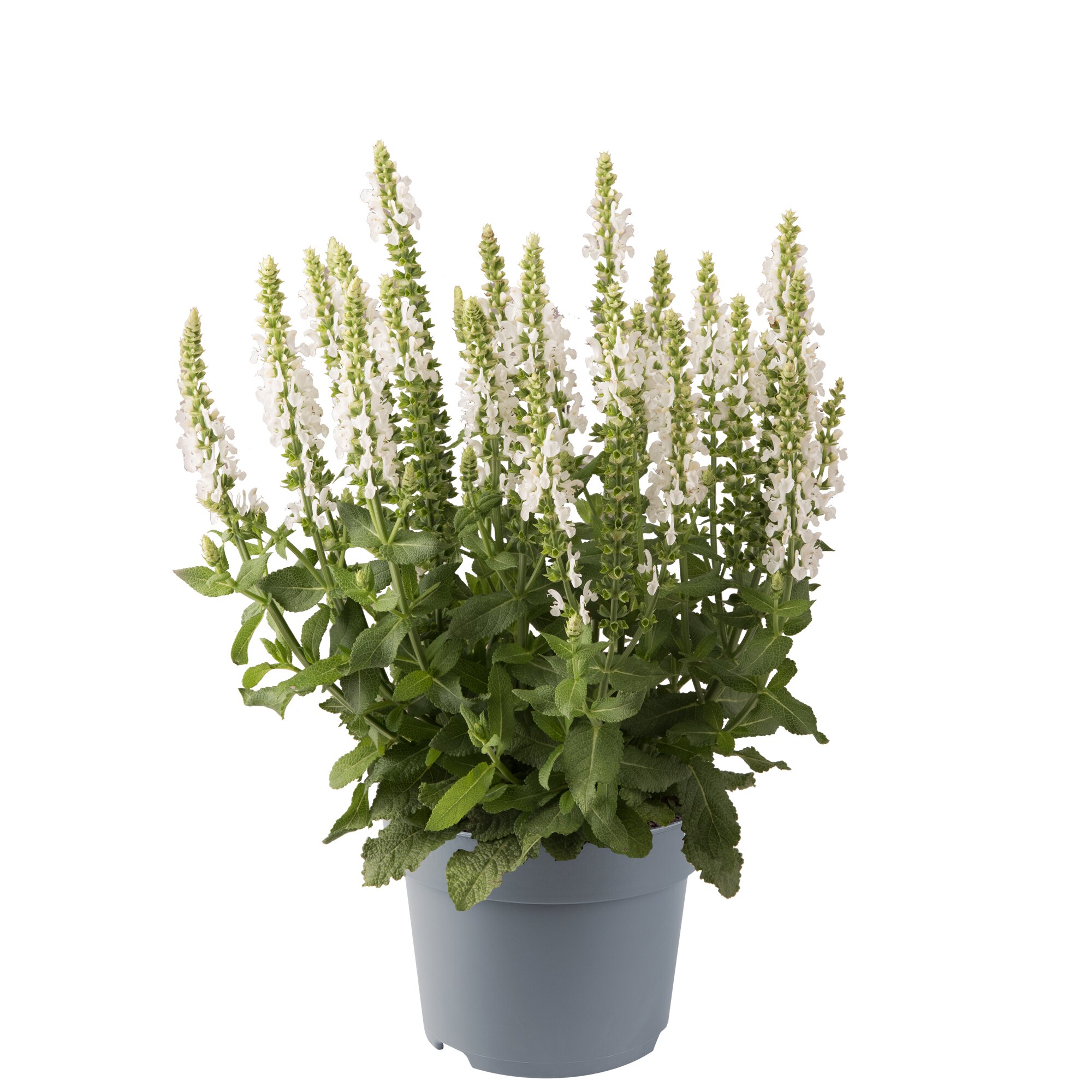 Šalvia hájna - Sensation® Medium White Impr. kont. 0,5l (12cm)