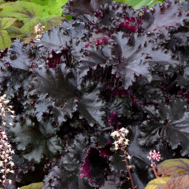 HEUCHERA villosa 'Black Taffeta' 14cm