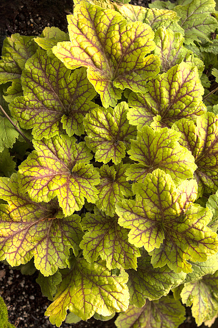 HEUCHERA villosa 'ELECTRA' 14cm