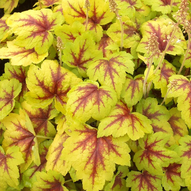 HEUCHERELLA hybrida 'STOPLIGHT' 14cm