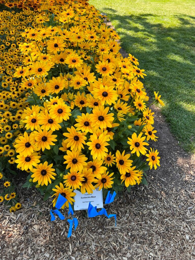 Rudbeckia fulgida - Sunbeckia® Maya