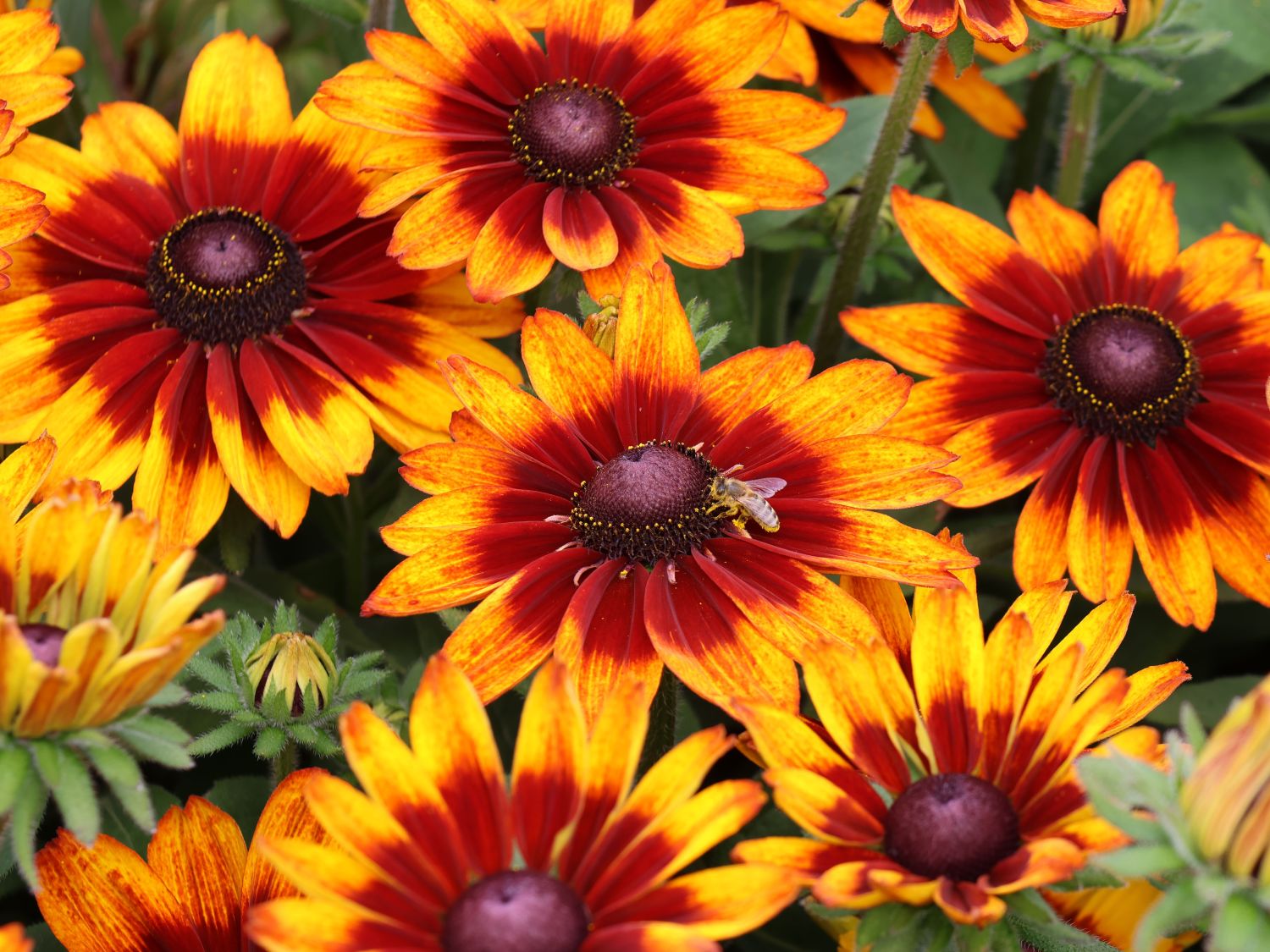 Rudbeckia fulgida - Sunbeckia® Sarah