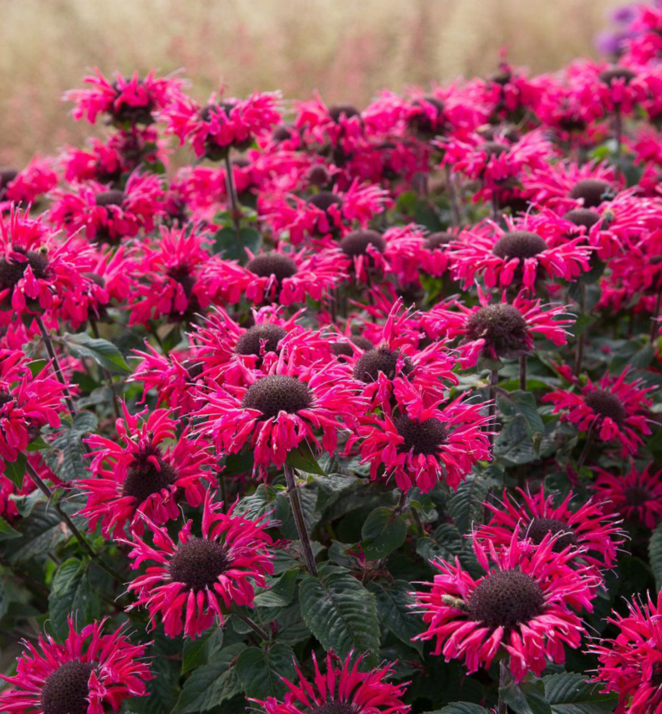 Monarda podvojná ´BEE®MERRY´ kont. 2,0 l
