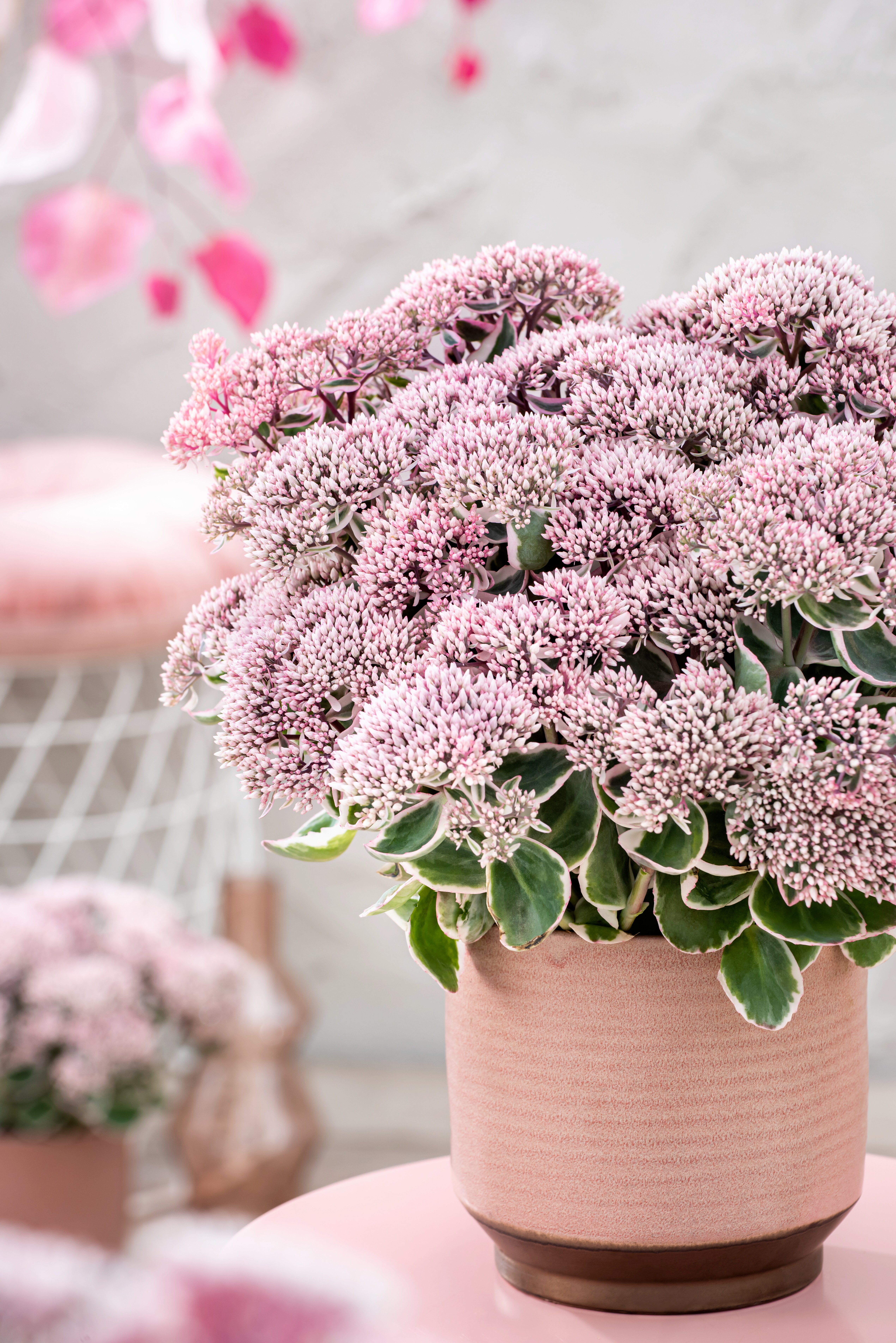 Sedum telephium - La Vie en Rose kv.12cm