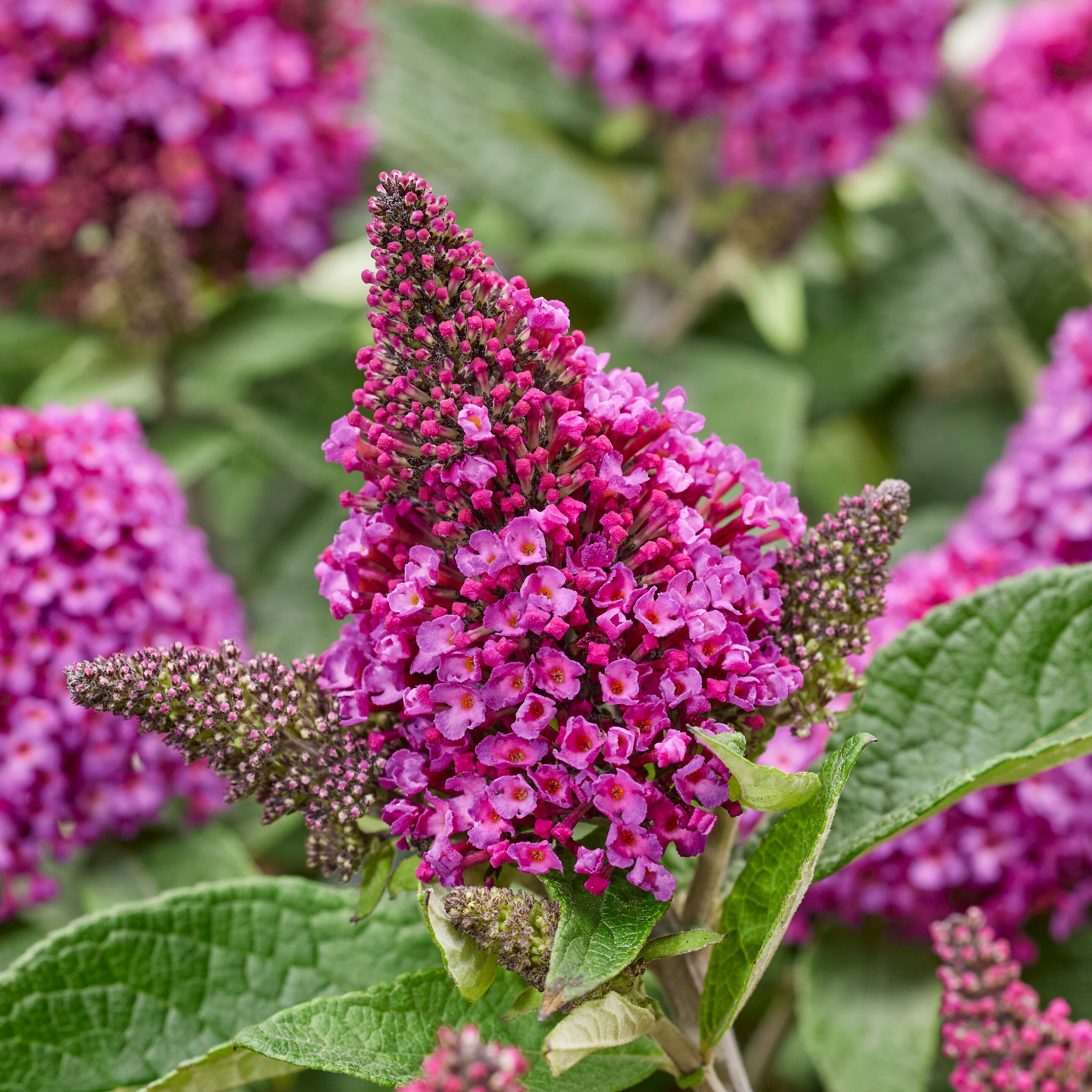 Buddleja davidii- 'Little Rockstars'® Red kv.12cm