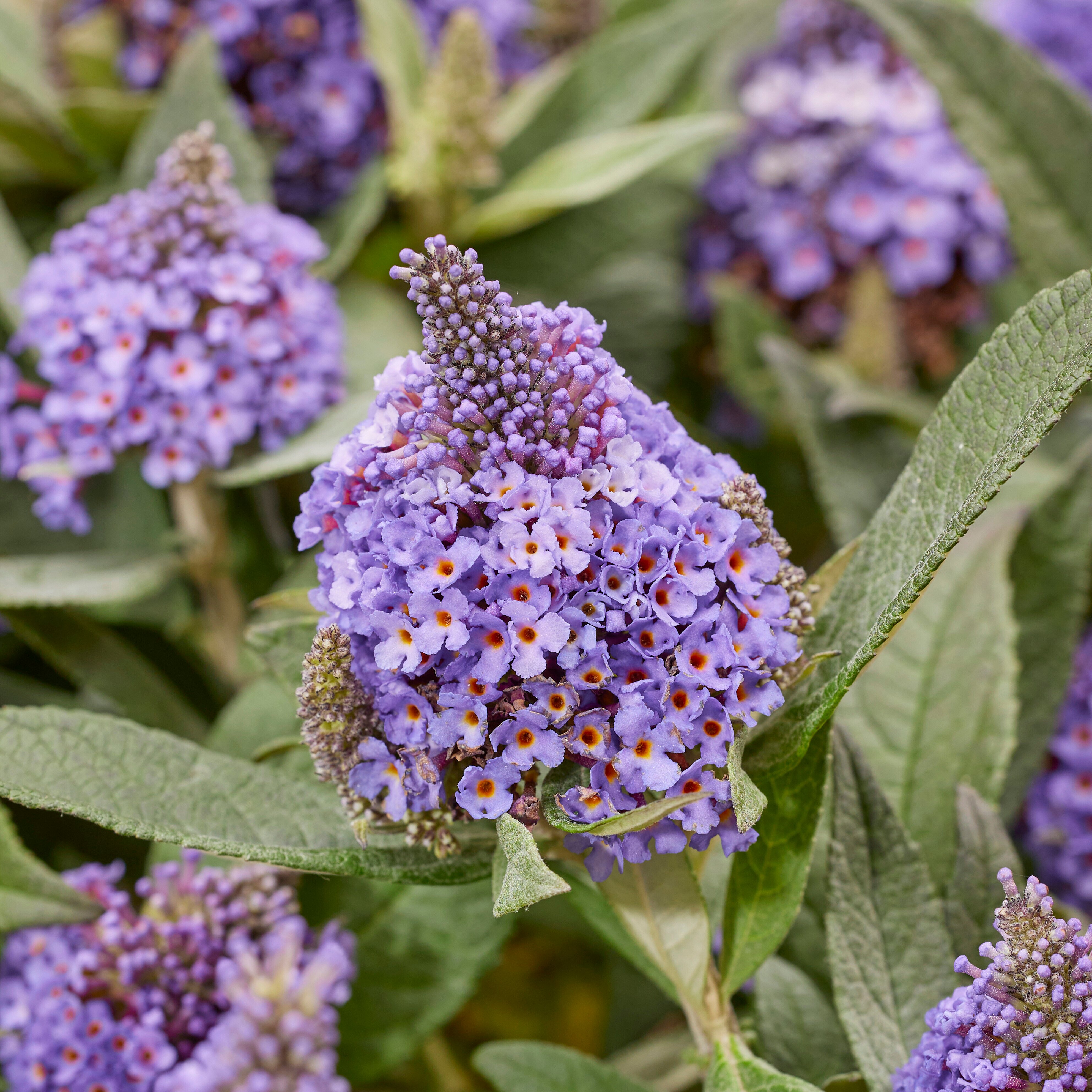 Buddleja davidii- 'Little Rockstars'® Blue kv.12cm