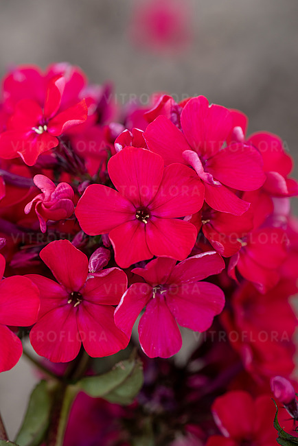 Flox metlinatý - STAR FIRE kont.0,5 l (11cm)