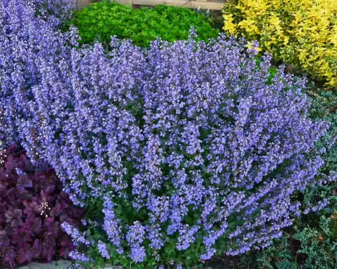 Nepeta - Picture Purrfect