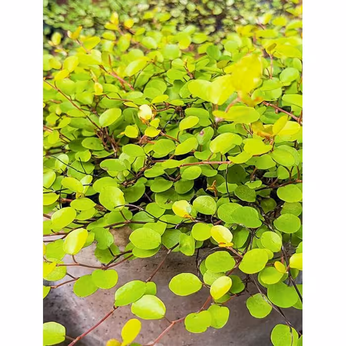 Muehlenbeckia ´Golden Girl´ kv. 12 cm
