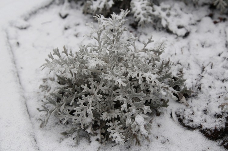 SENECIO - Starček kv. 9 cm