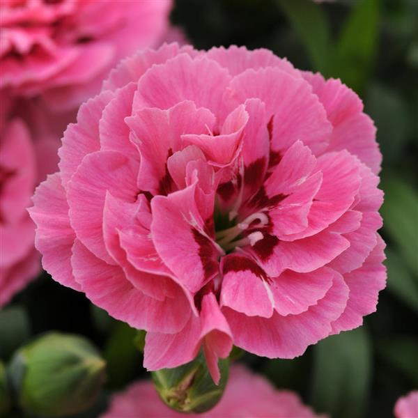 Dianthus Oscar® PURPLE WING