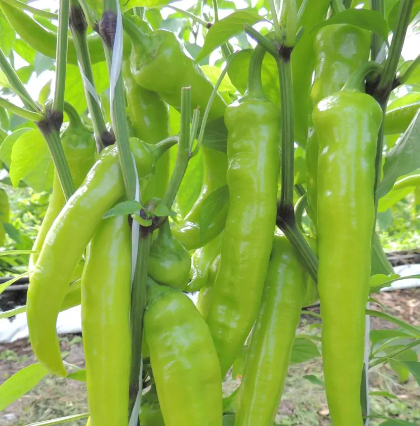 PAPRIKA SÁRAREZ F1 1 ks