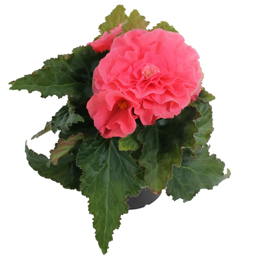 Begonia NONSTOP F1 - PINK