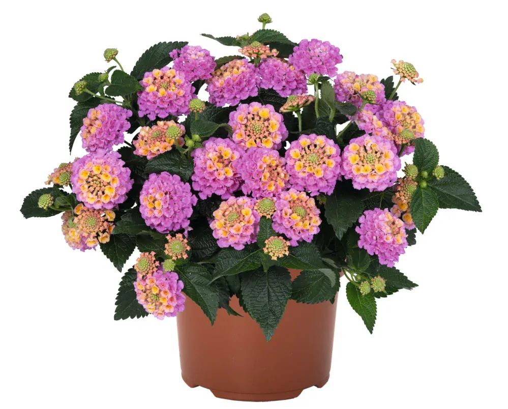 Lantana - Havana Rose