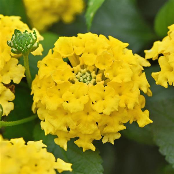 Lantana - Shamrock Yellow -kv. 10,5 cm