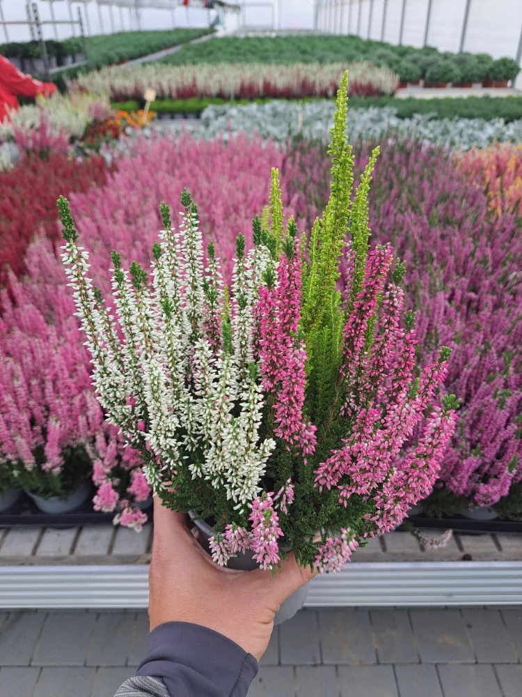 Vres obyčajný ´TRIOGIRLS ružová, biela, zelená´ kv. 14 cm