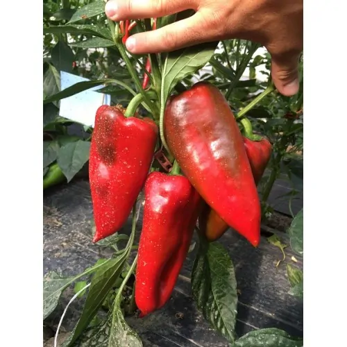 PAPRIKA "DINAMICA F1" 1ks