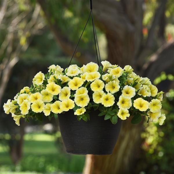 Petunia - Bee’s Knees yellow