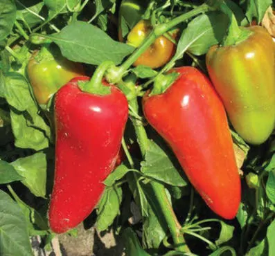 PAPRIKA "LIUBOV F1" 1ks
