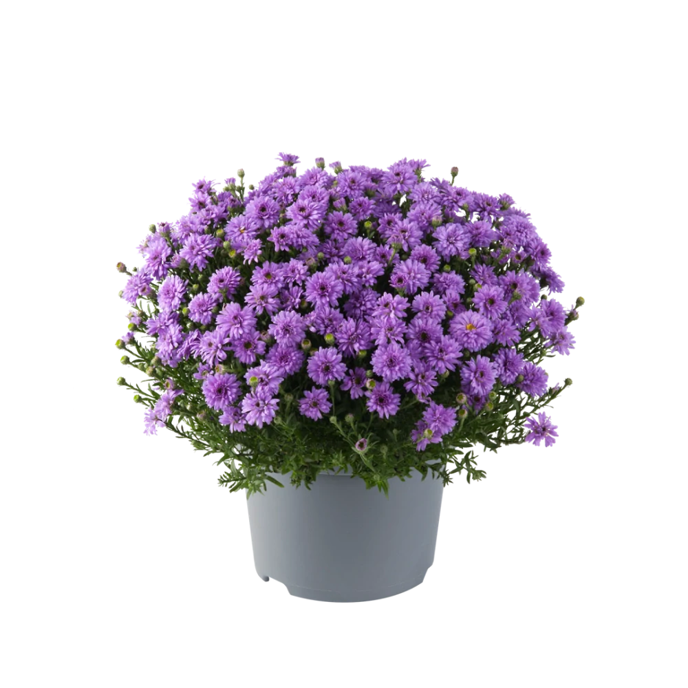 Alpha® Purple ROcket