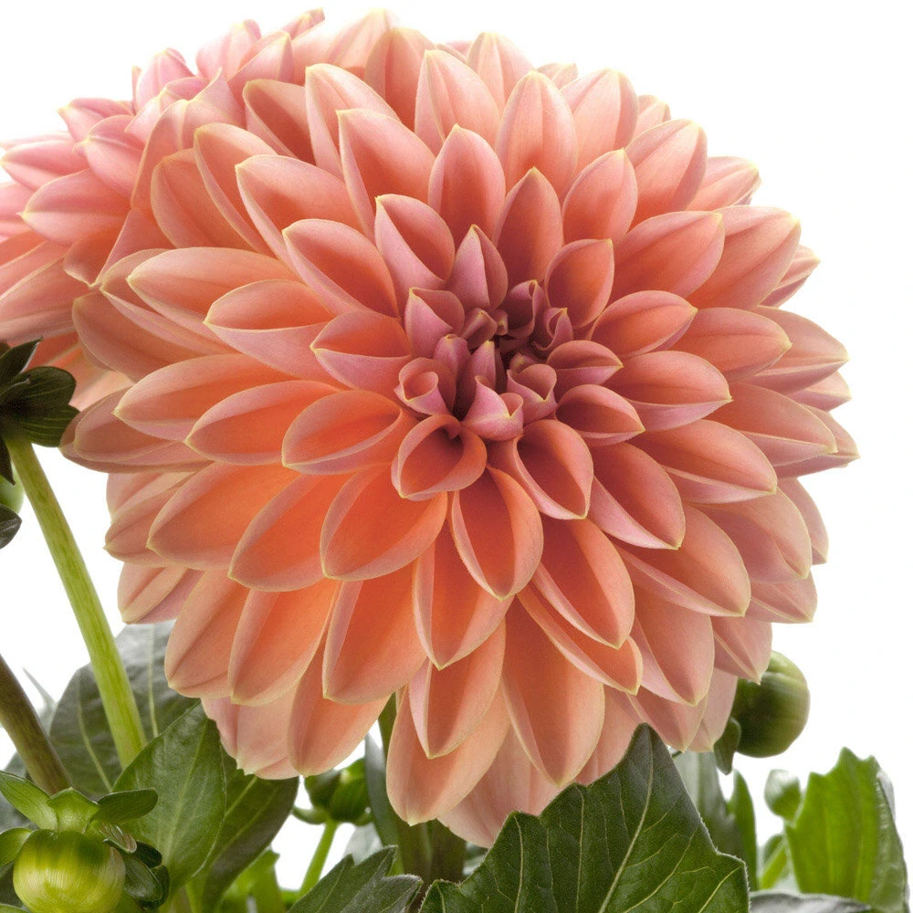 Dahlia - Novation® SALMOM