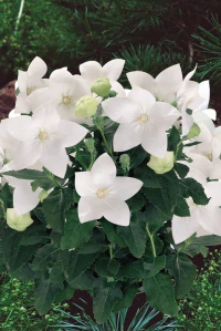 Platycodon WHITE F1