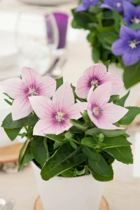 Platycodon PINK F1