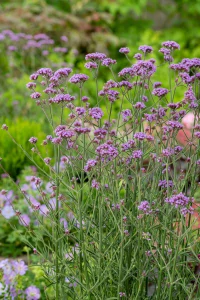 Verbena Bonariensis VIOLET BLUE kont. 0,5 l (12cm)