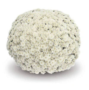 Chrysanthema sneho-biela kv.19 cm 