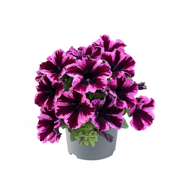 Petunia - GO!Tunia® Cosmic Pink
