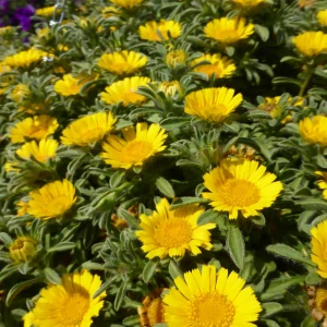 Asteriscus maritimus - Aurelia Yellow