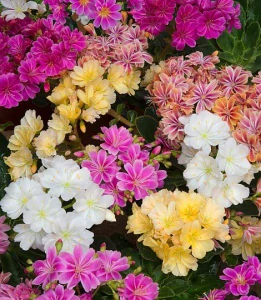 Lewisia cotyledon - Elise Mix farieb kont. 0,5 l (12cm)